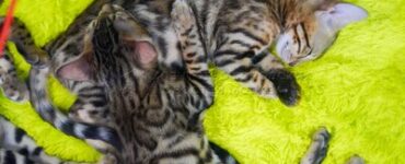 Пожарные в Химках спасли 10 каракалов и бенгальских кошек из горевшей пристройки