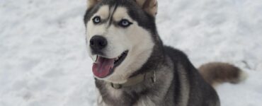 На юге Москвы хаски напал на краснокнижного бобра