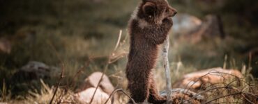 В Подмосковье спасли новорожденных медвежат-сирот, которых бросила медведица
