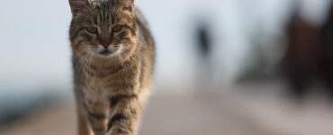 В Солнечногорске кот Жорик пришел домой через 9 дней после потери, пройдя 65 км