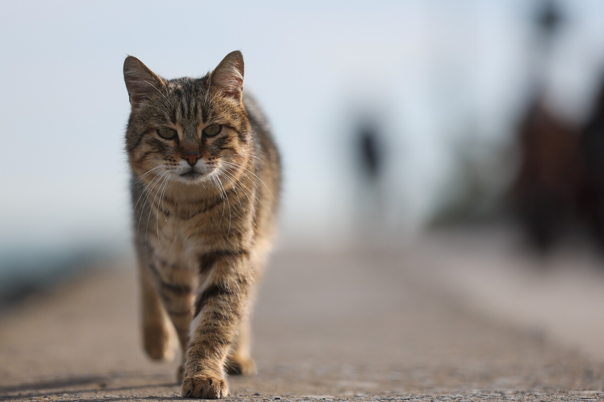 Кот Жорик