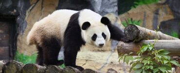 В зоопарке рассказали о королевских капризах панды Катюши