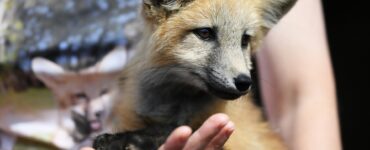 Женщину с лисой на руках заметили в московском магазине