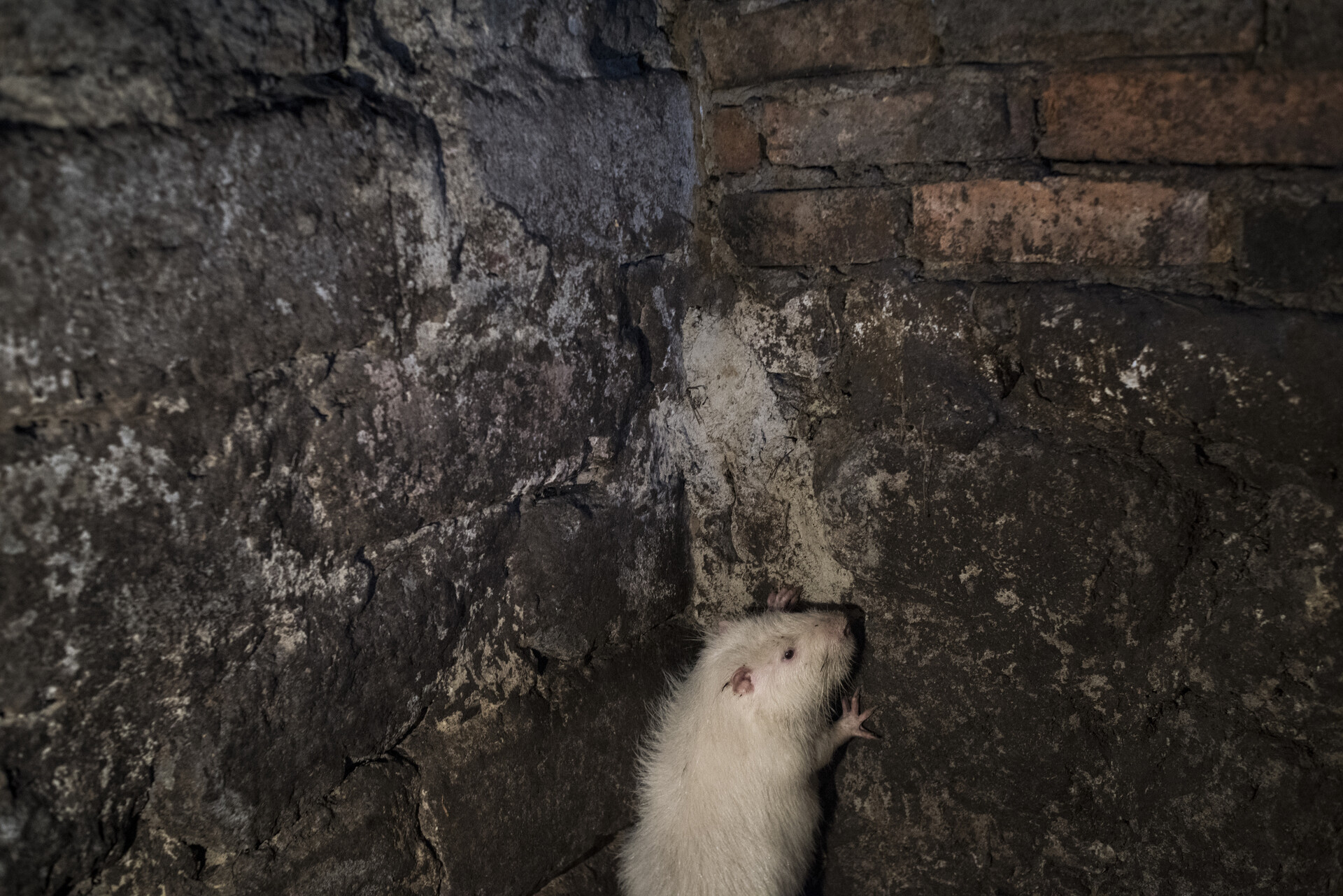 Жильцы ЖК на севере Москвы жалуются на крыс