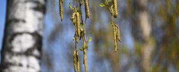 Биолог Ефимов: В Москве начала цвести береза