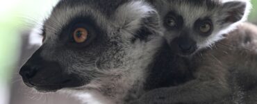 Два кошачьих лемура и два кудрявых пеликана родились весной в Московском зоопарке