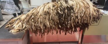 Иностранец хотел вывезти из России 900 шкурок хорька