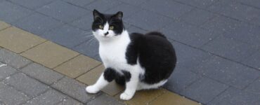 Как уберечь котов от падения из окон?