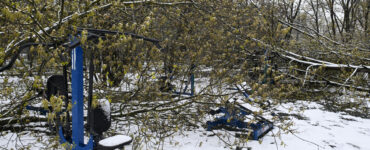 МЧС: Из-за ветра и снега в Московской области упало более 1300 деревьев