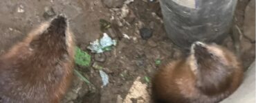 Московские спасатели вызволили из колодца двух ондатр