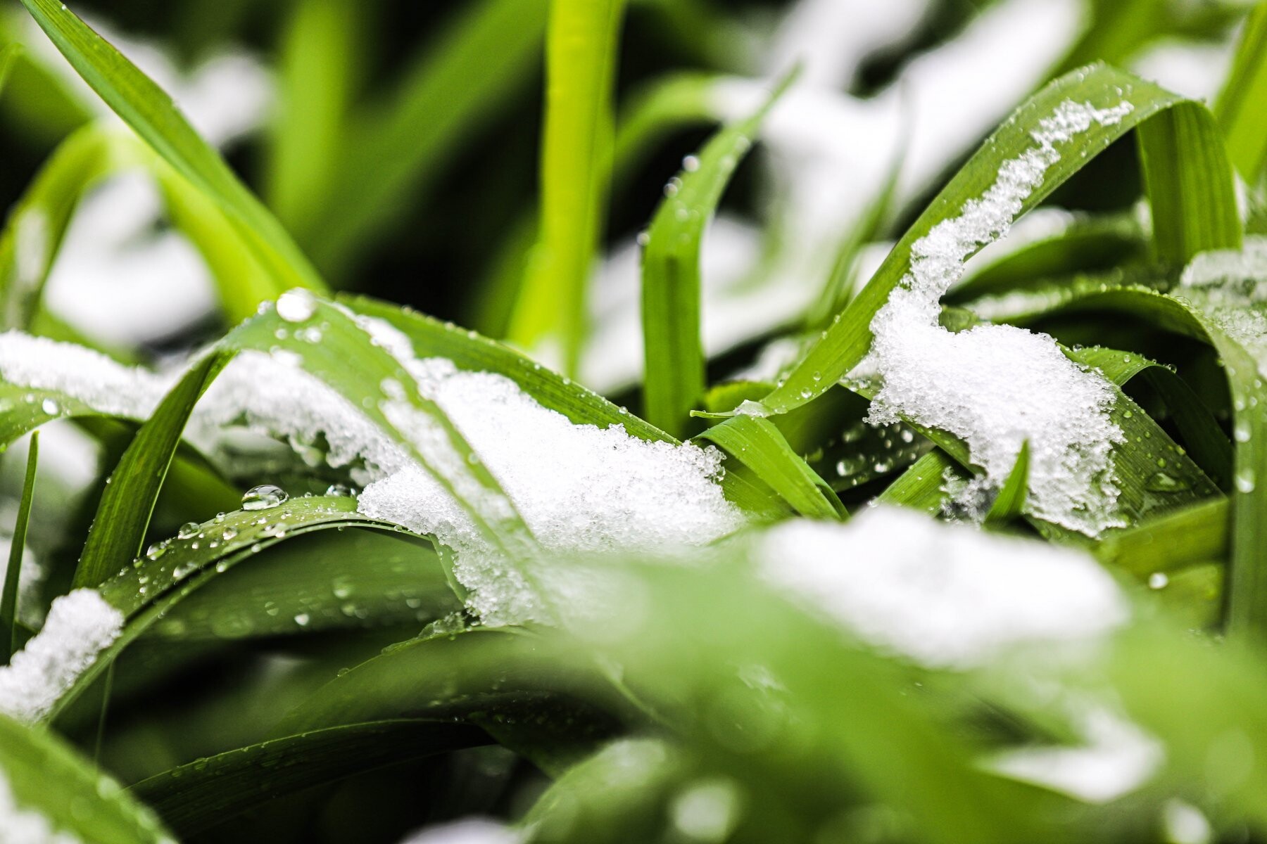 Снегопад в Подмосковье