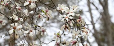 В Москве на ВДНХ зацвела уникальная магнолия из Японии