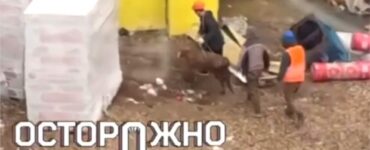 Москвичи обратились в полицию из-за барашка и теленка на стройке в преддверии Курбан-байрама