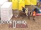Москвичи обратились в полицию из-за барашка и теленка на стройке в преддверии Курбан-байрама