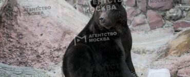 Спасенный в ЛНР медведь Гром впервые спустился в бассейн в Московском зоопарке