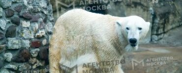 Утка подружилась с белым медведем в Московском зоопарке