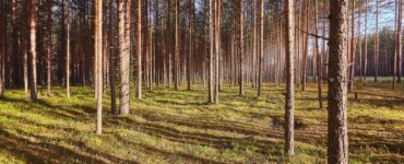В лесах Подмосковья с нарушителей собрали более 40 млн рублей