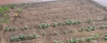 Возле новостройки на оживленной улице в Подмосковье посадили картошку в клумбе