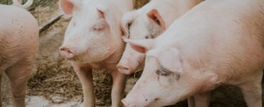 Вражеские БПЛА сожгли свинокомплекс в Брянской области
