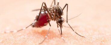 Комары могут закусать человека до смерти