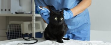 Кота Василия из Талдома отправили на больничный