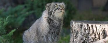 Московский зоопарк вручит праздничное угощение манулу Тимофею в честь шестилетия