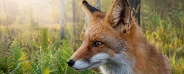 На московской улице заметили диких лис