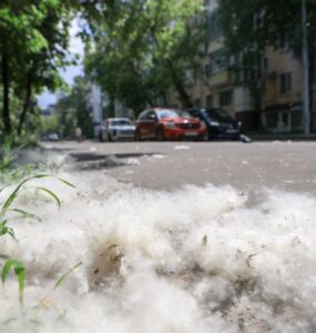 В Москве появились сугробы из тополиного пуха