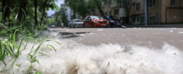 В Москве появились сугробы из тополиного пуха