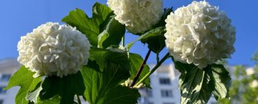 В Подмосковье будет до 32 градусов тепла
