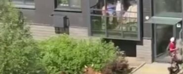 Жители Новой Москвы заметили корову у жилых домов