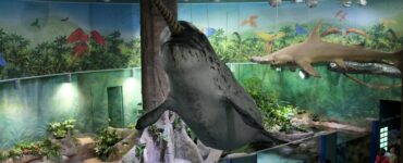 На ВДНХ в «Москвариуме» появились необычные светящиеся рыбы GloFish