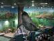 На ВДНХ в «Москвариуме» появились необычные светящиеся рыбы GloFish