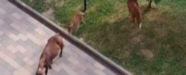 Табун лошадей захватил микрорайон Новые Ватутинки