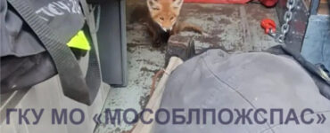 В Балашихе лиса устроила нору под верандой детского сада