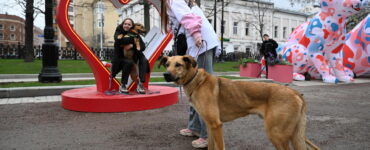 В Москве на фестивале Моспитомец состоится выставка кошек и собак из приютов