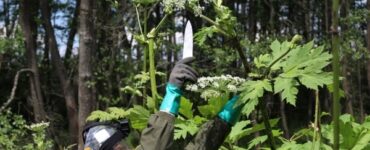 В Подмосковье начали уничтожать борщевик на частных участках