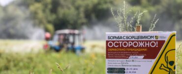 В Подмосковье начали уничтожать борщевик на частных участках с последующим взысканием затрат