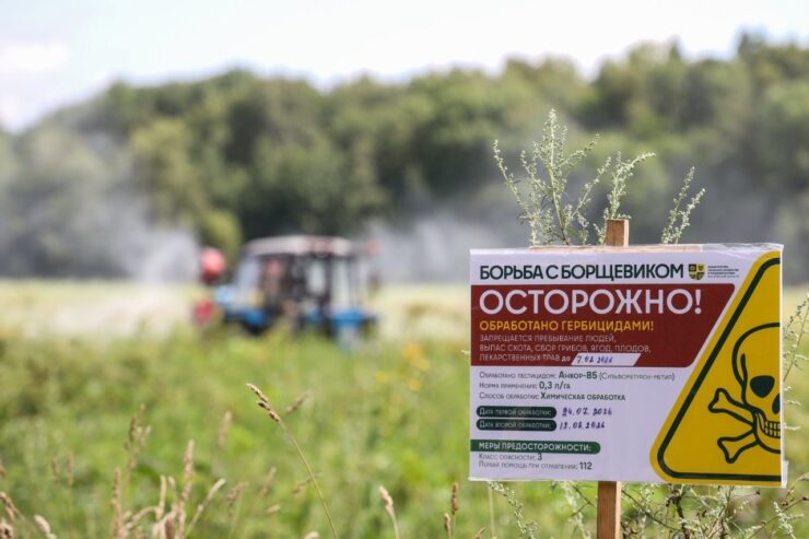 В Подмосковье начали уничтожать борщевик на частных участках с последующим взысканием затрат