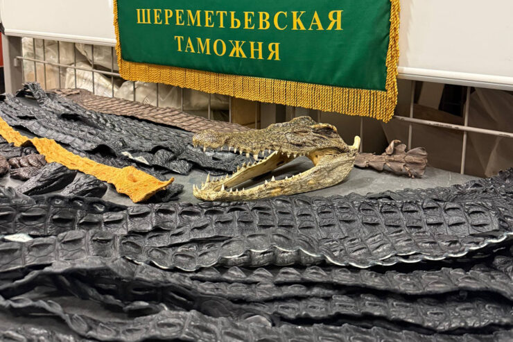 Россиянин привез из Китая 64 части крокодилов «для личного пользования»