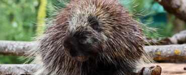 Североамериканские дикобразы поселились в Центре воспроизводства редких видов животных