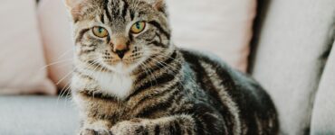 В Москве кот вернулся в «клетку» сразу после того, как его спасли