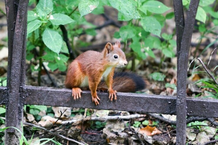 В Подмосковье в четверг осадков не ожидается