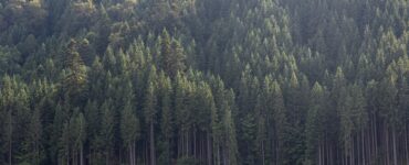 В России для патрулирования лесов будут использовать дроны