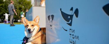 В столице открыто уже более 110 площадок «Питомцы в Москве»