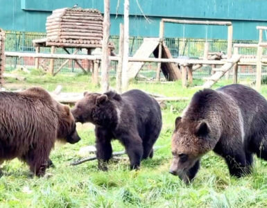 Медведица Маша из «Земли прайда» подружилась с другими животными