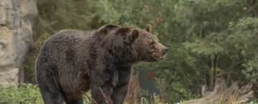 Врачи не спасли мужчину, которого задрал медведь на глазах у жены