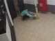 Москвичам доставили повалявшуюся на полу в подъезде пиццу