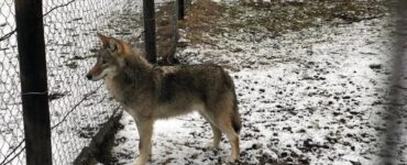 Волки в Подмосковье, Башкирии и Забайкалье: почему хищники идут к людям